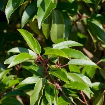 Portugisisk lagerhägg