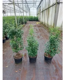 Portugisisk lagerhägg