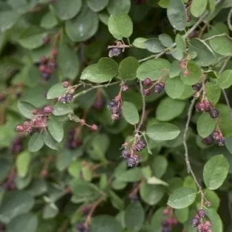 Spetsbärhäggmispel